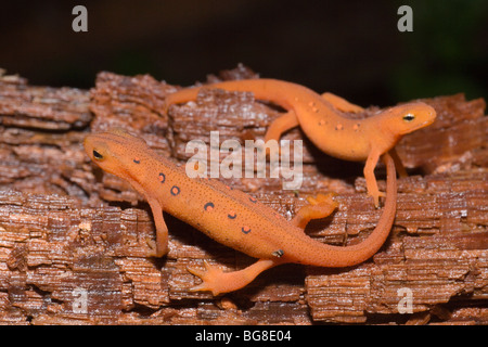 Rosso (Efts Notophthalmus vividescens vividescens). Modulo di terra di Red Spotted Newt. Umido montagne boscose. Stati Uniti d'America. America del nord. Foto Stock