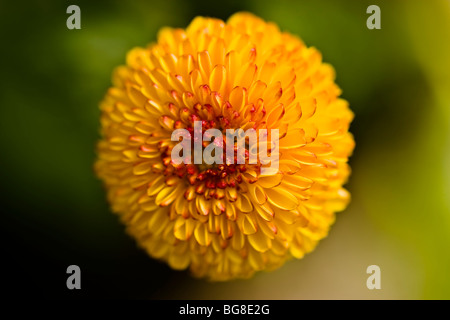 Primo piano del fiore Chrysanthenum(pumpum veriety) Foto Stock