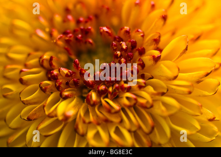 Primo piano del fiore Chrysanthenum(pumpum veriety) Foto Stock