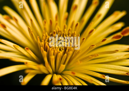 Primo piano del fiore Chrysanthenum(pumpum veriety) Foto Stock