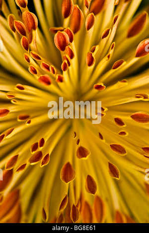 Primo piano del fiore Chrysanthenum(pumpum veriety) Foto Stock