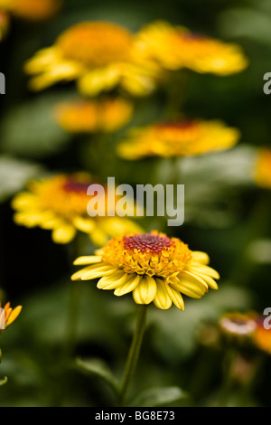 Specie di Chrysanthenum Foto Stock