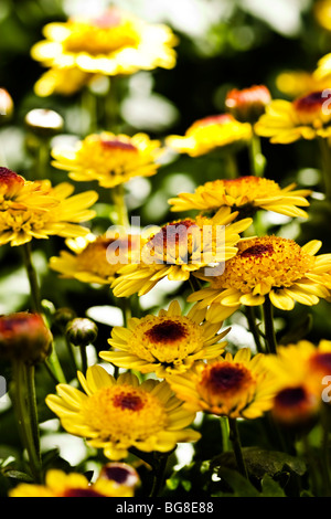 Specie di Chrysanthenum Foto Stock