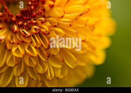 Primo piano del fiore Chrysanthenum(pumpum veriety) Foto Stock