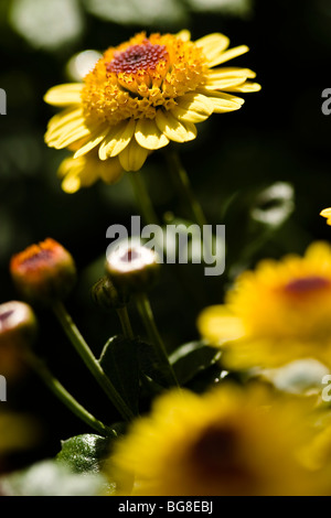 Specie di Chrysanthenum Foto Stock