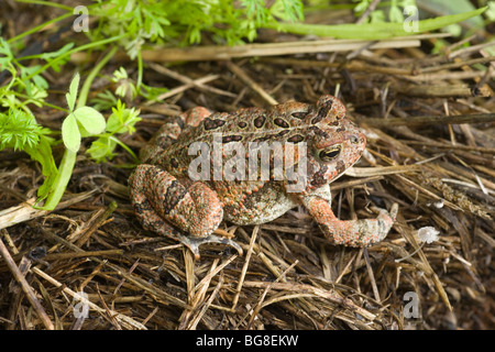 American Toad (Bufo americana). Mostra camouflage e criptico di pelle o marcature epidermica. Giallo striscia dorsale. Foto Stock