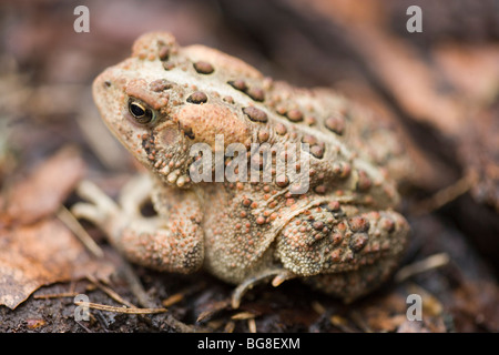 American Toad (Bufo americana). Foto Stock