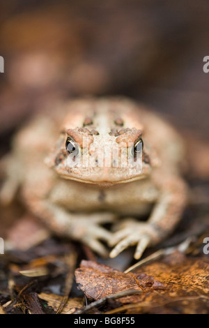 American Toad (Bufo americana). Posizione degli occhi consente la visione stereoscopica, critico per un predatori di invertebrati cacciatore di cibo. Foto Stock