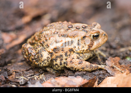 American Toad (Bufo americana). Cellule epidermiche, pelle, mimetizzato tra i colori di terra. In appoggio sul pavimento woodland figliata di foglia. Foto Stock