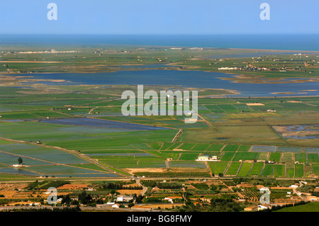 Bella ricefields a Delta del Ebro Riserva, in estate Foto Stock