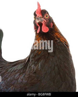 Nero Ramato Marans hen Foto Stock