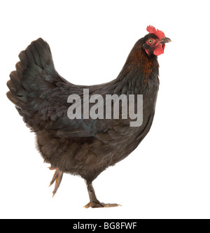 Nero Ramato Marans hen Foto Stock