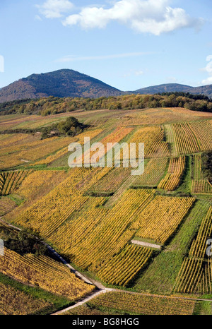 Vigneto alsaziano Foto Stock