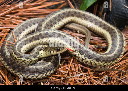 Giarrettiera orientale Snake (Thamnophis sirtalis sirtalis). La Rhode Island, Stati Uniti d'America. Foto Stock