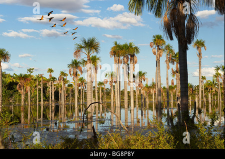 Le zone umide con palme alla foresta amazzonica e FLYING BLUE-e-GIALLO MACAWS, NOBRES, Bom Jardim, Mato Grosso, Brasile, Sud America Foto Stock