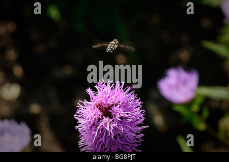 Bee volare lontano da uno spike Gayfeather fiore Foto Stock