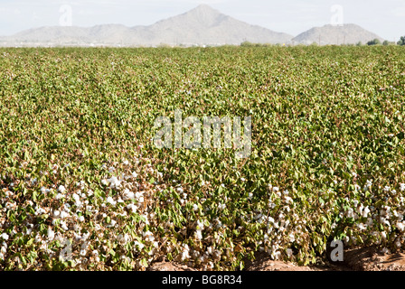 Un maturo campo di cotone prima di defogliazione e il raccolto Foto Stock