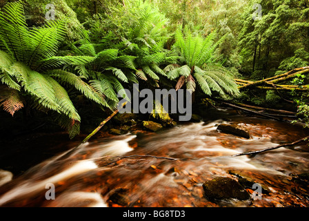 La foresta pluviale della Tasmania Foto Stock