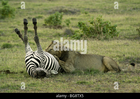Leone africano di mangiare morti zebra, Amboseli, Kenya Foto Stock