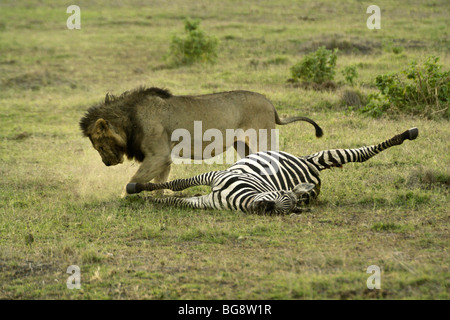 Leone africano a copertura interiora di dead zebra, Amboseli, Kenya Foto Stock