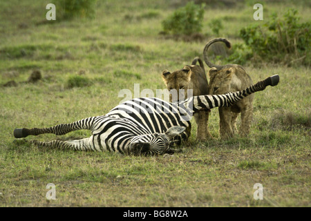 African Lion cubs mangiare dead zebra, Amboseli, Kenya Foto Stock