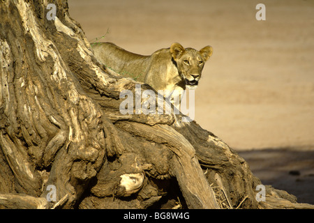 Giovane leone africano il peering da dietro tree, Samburu, Kenya Foto Stock