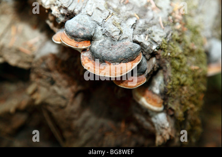 Close-up di una staffa funghi che crescono su un tronco di albero in Squak Mountain State Park, Washington Foto Stock