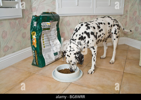 Avvistato a macchie cane dalmata di mangiare dal piatto vicino il cibo per cani borsa signor © Myrleen Pearson Foto Stock