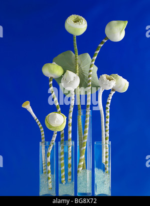 White Lotus germogli in vasi blu su sfondo di seta Foto Stock