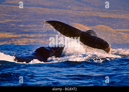 Le megattere, Megaptera novaeangliae, in calore chiassosi eseguire, femmina whale gettando peduncolo caudale verso allungandoti maschio, Hawaii Foto Stock