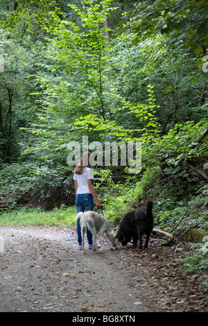 Un trio in movimento, il fotografo della figlia con il nostro cane Saluki e il nostro prossimo cane come un bene in un trekking attraverso i boschi Foto Stock