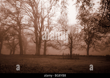 Mattinata nebbiosa in Swithland, Leicestershire, Regno Unito Foto Stock