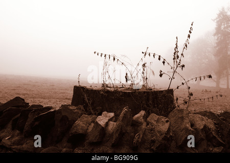 Mattinata nebbiosa in Swithland, Leicestershire, Regno Unito Foto Stock