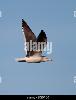 Lesser black-backed gull Larus fuscus in volo Foto Stock