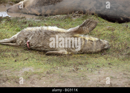 Atlantico guarnizione grigia Halichoerus grypus Foto Stock