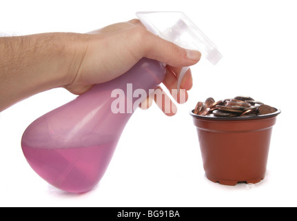 Sterling denaro in pianta in vaso irrigato studio ritaglio Foto Stock
