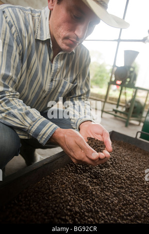 Coltivatore di caffè, Carlos Castejon, in Honduras esamina un raccolto di chicchi di caffè al ranch Finca el Cisne. Foto Stock