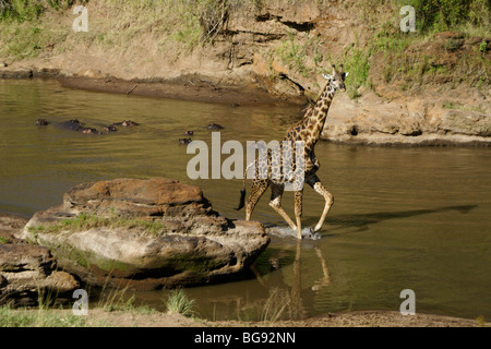 Masai giraffe camminare nel fiume di ippopotami, il Masai Mara, Kenya Foto Stock