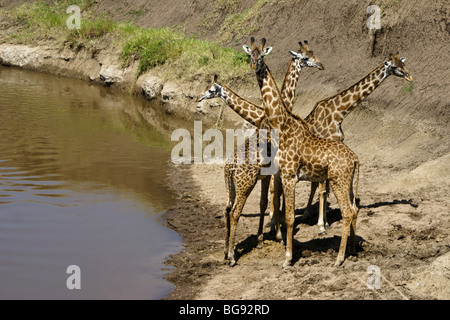 Masai giraffe presso il fiume, il Masai Mara, Kenya Foto Stock