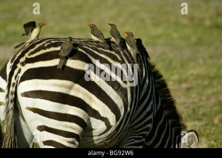 Rosso-fatturati oxpeckers su zebra, Samburu, Kenya Foto Stock