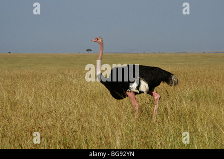 Maschio struzzo Masai a piedi su Savannah, il Masai Mara, Kenya Foto Stock