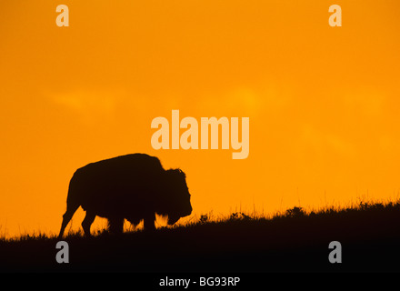 Bisonti americani, Buffalo (Bison bison), Adulto al tramonto, parco nazionale della Grotta del Vento, il Dakota del Sud, STATI UNITI D'AMERICA Foto Stock