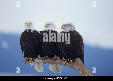 Aquila calva (Haliaeetus leucocephalus), adulti arroccato, Omero, Alaska, STATI UNITI D'AMERICA Foto Stock