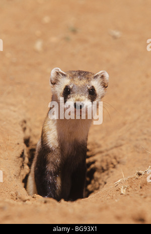 Nero-footed Ferret (Mustela nigripes), Adulto guardando fuori del nido, Arizona, Stati Uniti d'America Foto Stock