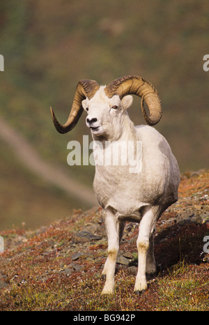 Dall pecore (ovis dalli), la RAM, il Parco Nazionale di Denali, Alaska, STATI UNITI D'AMERICA Foto Stock