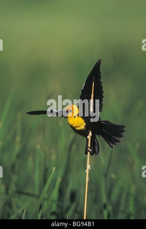 Giallo-guidato Blackbird (Xanthocephalus xanthocephalus), maschio a cantare, Colorado, STATI UNITI D'AMERICA Foto Stock