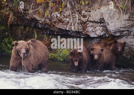 Kodiak l'orso bruno (Ursus arctos middendorffi), adulti con giovani, Katmai National Park, Alaska, STATI UNITI D'AMERICA Foto Stock