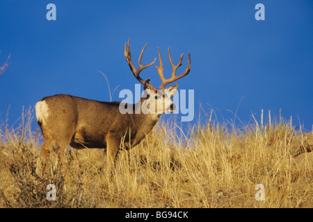 Mulo cervo nero-tailed Deer (Odocoileus hemionus), buck, Colorado, STATI UNITI D'AMERICA Foto Stock