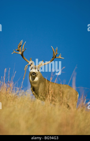 Mulo cervo nero-tailed Deer (Odocoileus hemionus), buck, Colorado, STATI UNITI D'AMERICA Foto Stock