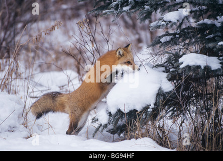 Red Fox (Vulpes vulpes vulpes), Adulto che saltava, Colorado, STATI UNITI D'AMERICA Foto Stock